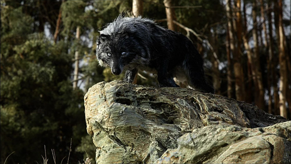 Peter and the Wolf Still